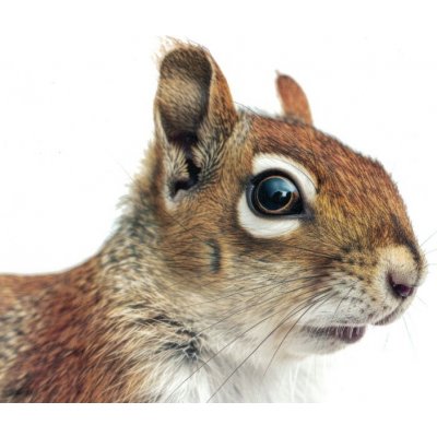 Pohlednice Veverka 2 – Zboží Dáma