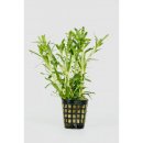 Akvarijní rostliny Heteranthera zosterifolia - Kosokvět úzkolistý