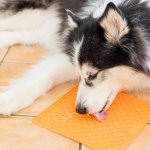 LickiMat Buddy lízací podložka 20 x 20 cm – Sleviste.cz