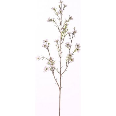 Opuč háčkovitá/Chamelaucium uncinatum, větvička 26 drobných květů bílé barvy, 78cm – Zboží Mobilmania