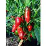 Jalapeno TAM – Zboží Dáma