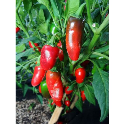 Jalapeno TAM – Zboží Dáma