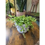 Peperomia Rotundifolia – Zbozi.Blesk.cz