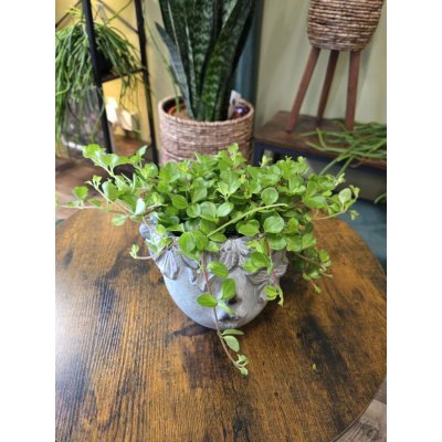 Peperomia Rotundifolia – Zbozi.Blesk.cz