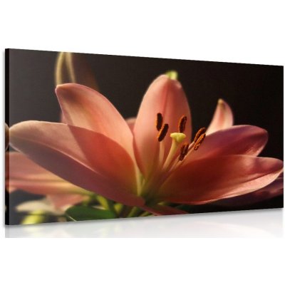 Obraz krásná růžová lilie na černém pozadí - 60x40 cm – Zboží Mobilmania
