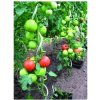 Příslušenství pro zahradní skleníky Proteco tyč k rajčatům spirálová 1.5 m 6 mm 10.89-ST-1506-Z
