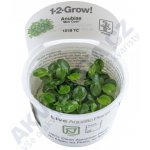 Anubias barteri mini coin – Zboží Dáma