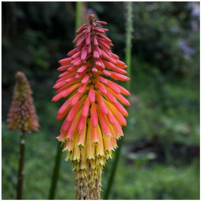 Kniphofia Kleopatřina jehla - Kniphofia reflexa - prodej semen - 4 ks – Zboží Mobilmania