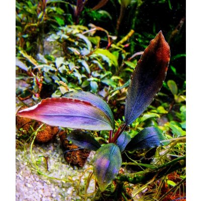 Bucephalandra sp. Ulysses 7 cm – Zboží Mobilmania
