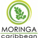 Moringa Caribbean PREMIUM 120 kapslí