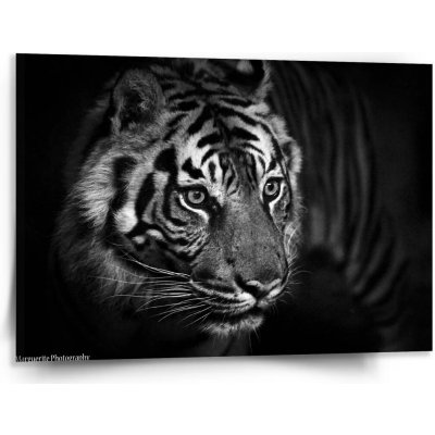 Sablio Obraz Černobílý tygr - 150x110 cm – Hledejceny.cz