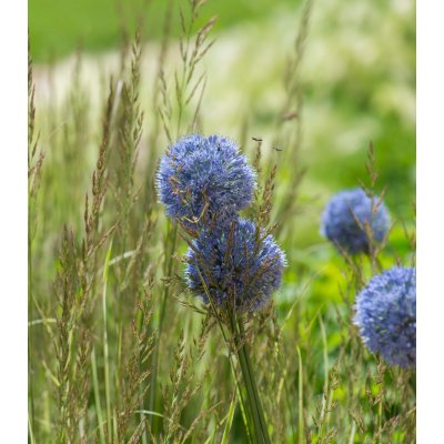 Střešní zahrada - semena Planta Naturalis - směs - 40 g – Zbozi.Blesk.cz