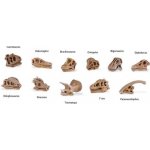 Safari Ltd. Tuba Lebky dinosaurů – Hledejceny.cz