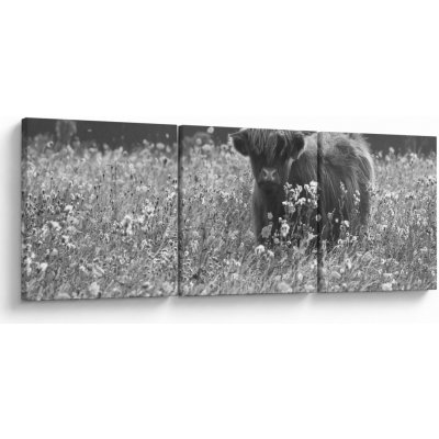 Obraz - Skotská kráva 5, černobílá, třídílný 150x50 cm – Hledejceny.cz