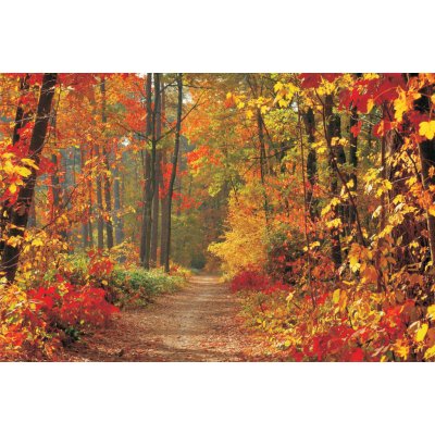 ForWall Fototapeta Forest in fall vlies rozměry 312 x 219 cm – Zboží Mobilmania