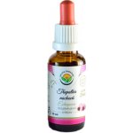 Salvia Paradise Echinacea třapatka nachová AF tinktura 30ml – Hledejceny.cz