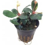 Bucephalandra sp. Red Scorpio – Hledejceny.cz