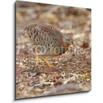 Skleněný obraz 1D - 50 x 50 cm - Yellow-legged Buttonquail Turnix tanki Male Cute Birds of Thailand Žlutý – Hledejceny.cz