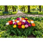 Mix plnokvětých tulipánů 50 ks Velikost hlíz: 10/11 – Hledejceny.cz
