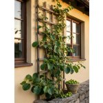 Aktinidie význačná 'Japsai' OV-ACAR-JA -1 20-40 cm, Ko 1,4L – Hledejceny.cz
