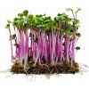 Osivo a semínko Microgreens Ředkev China Rose na microgreens, 1 kg