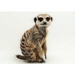 Pohlednice Surikata – Zboží Mobilmania