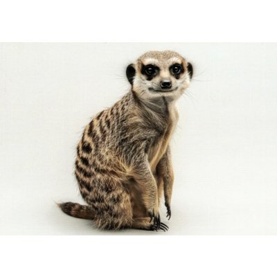 Pohlednice Surikata – Zboží Mobilmania