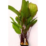 Echinodorus Regine Hildebrandt - Šípatkovec Regine Hildebrandt – Zboží Mobilmania