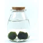 Gardners Skleněná dóza Acorus s korkovým špuntem 9x12,5 cm a 2 řasokoule – Sleviste.cz
