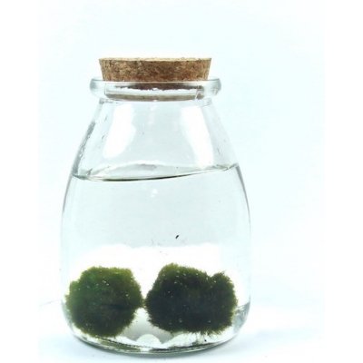 Gardners Skleněná dóza Acorus s korkovým špuntem 9x12,5 cm a 2 řasokoule – Sleviste.cz