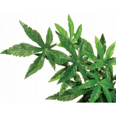 Hagen Exo Terra Abuliton rostlina velká 80 cm – Zboží Dáma