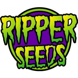 Ripper Seeds Do-Si-Dos x Purple Punch semena neobsahují THC 3 ks