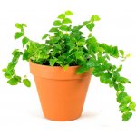 Gardners Ficus pumila, průměr 8,5 cm Fíkus droboučký – Zboží Dáma