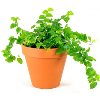 Gardners Ficus pumila, průměr 8,5 cm Fíkus droboučký – Zboží Dáma