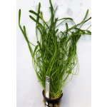 Lilaeopsis carolinensis - Liliovníček karolínský – HobbyKompas.cz