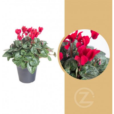 Brambořík, Cyclamen, červený, průměr květináče 10 - 11 cm – Zboží Mobilmania