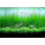 Eleocharis vivipara - Bahnička živorodá – Zboží Dáma