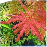 Ludwigia inclinata - Zakulacenka uzavřená – Zboží Dáma