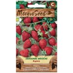 MoravoSeed Jahodník měsíční Rujana 350 ks – Sleviste.cz