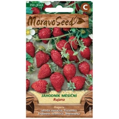 MoravoSeed Jahodník měsíční Rujana 350 ks – Sleviste.cz