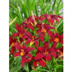 Denivka 'Crimson Pirate' 1 ks – Zboží Dáma