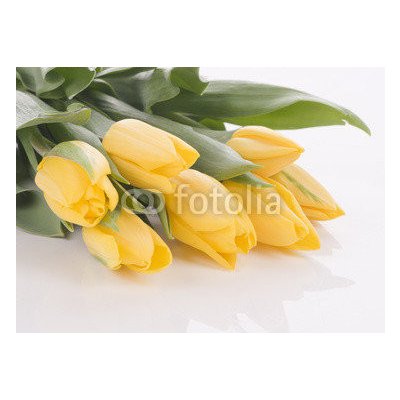 WEBLUX 42120397 Samolepka fólie Spring tulips isolated on white Jarní tulipány izolovaných na bílém rozměry 200 x 144 cm