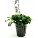Anubias barteri var. nana Petite – Zboží Dáma
