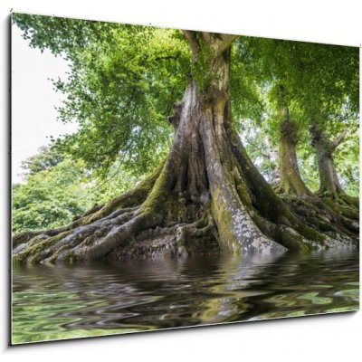 Obraz 1D - 100 x 70 cm - big old tree and a river velký starý strom a řeka – Zboží Mobilmania