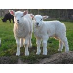 Mikrop ČOJ komplet 25 kg – Zboží Mobilmania