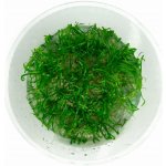 Lilaeopsis brasiliensis - Liliovníček brazilský – Sleviste.cz