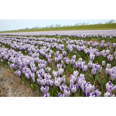 Krokus 'Pickwick striped large flowering' 10 ks Velikost cibulek: 9/10 – Zboží Mobilmania