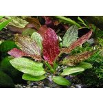 Echinodorus Red Flame - Šípatkovec Red Flame – Zboží Dáma Echinodorus Red Flame - Šípatkovec Red Flame – Zboží Dáma