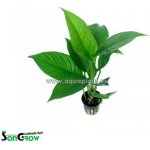 Anubias heterophylla – Zboží Mobilmania