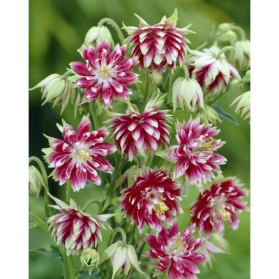 Orlíček 'Nora barlow' 3 ks – Sleviste.cz